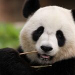 panda attacker mot barn i kina