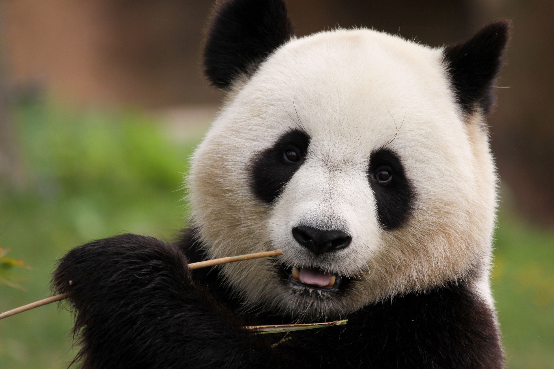 panda attacker mot barn i kina